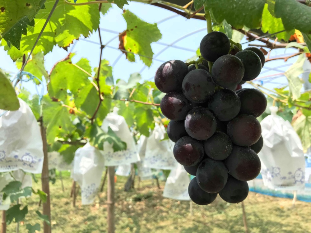 自然栽培巨峰 農家漁師から産地直送の通販 ポケットマルシェ