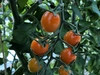【北限のトマト】カラフルミニトマト