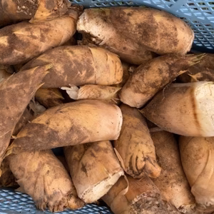 旬のたけのこ2kg(収穫即日発送)