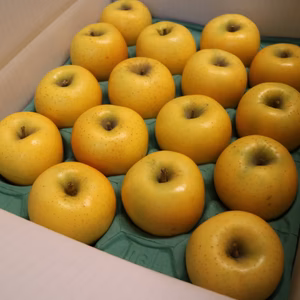 【シャッキシャキ】シナノゴールド 約3kg～10kg