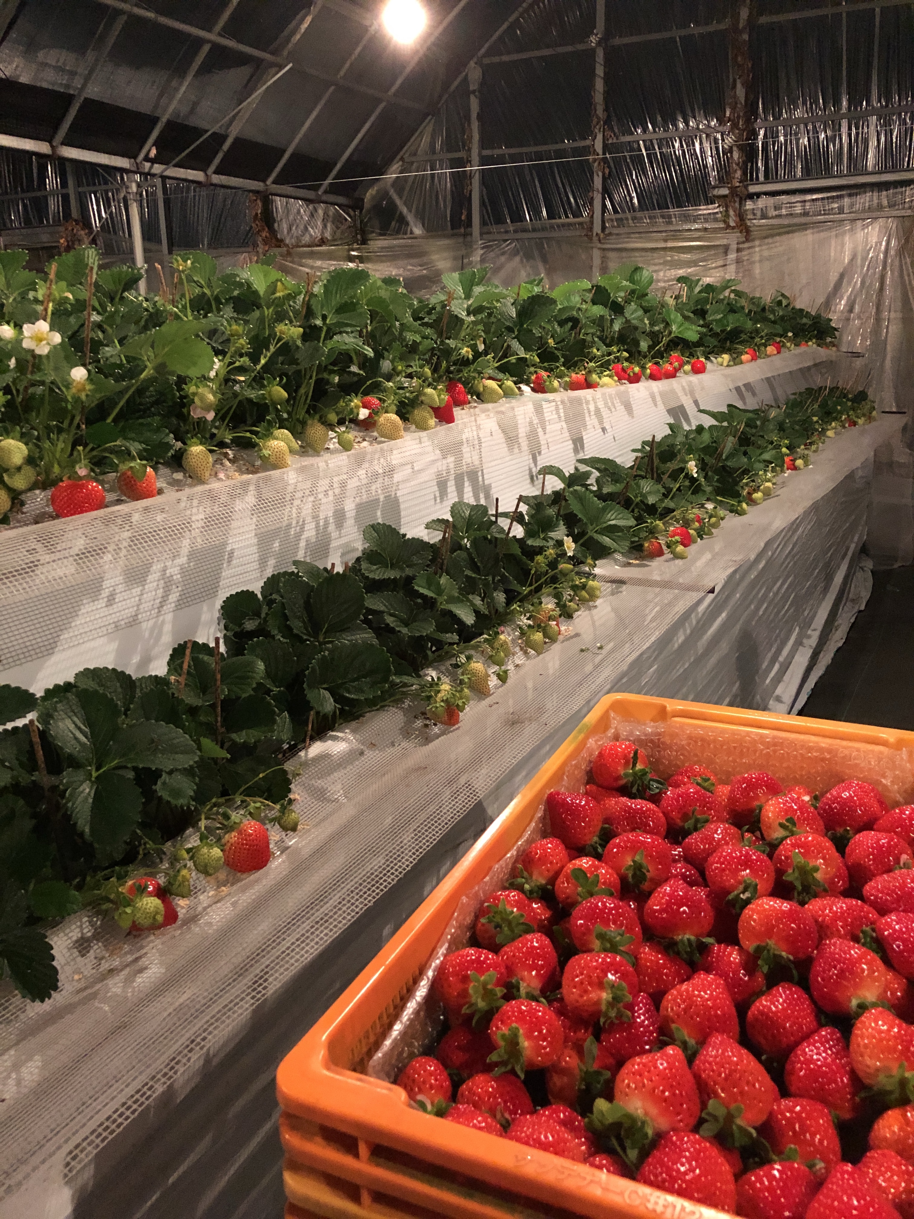 あまおう 不揃いないちごたち 農家漁師から産地直送の通販 ポケットマルシェ