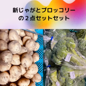 掘り立て！ほくほくの新じゃがいもビッグサイズとブロッコリーの２点セット