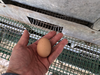 岡崎おうはんの若鶏が産んだ小さい卵【平飼い有精卵】　40個　＜期間限定＞