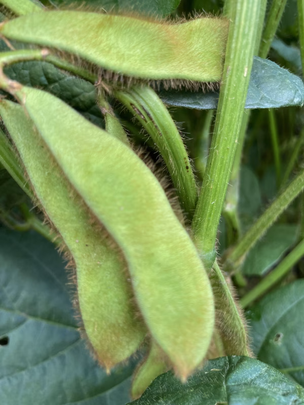 間もなく終了‼️幻の毛豆を出品します‼️