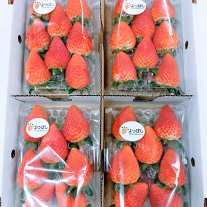 完熟よつぼし☆4パック入り