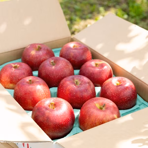 盛岡りんごっこ【１人で1個食べきりｻｲｽﾞ12日間分・家庭用】