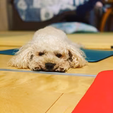 ジュジュワンコ