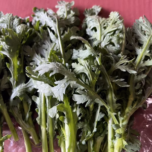 春菊　600g　群馬県東吾妻町産