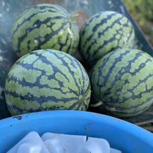   愛媛県産スイカ