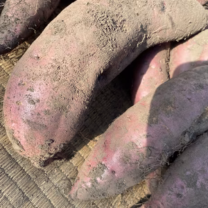 さつまいも【紅はるか】