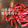 自然栽培の鷹の爪唐辛子★農薬・肥料不使用｜たかのつめ｜タカノツメ