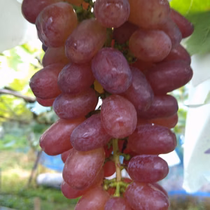 【訳あり】皮ごと食べられるクイーンセブン