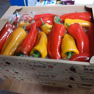 【限定販売】坂本様限定真冬のフルーツパプリカ4.5kg+おまけ付き(ミニトマト)