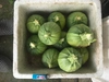 【クール便】山梨県韮崎市から送る旬の野菜セット