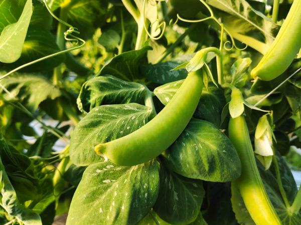 【スナップエンドウ】【ギフト対応可】1kg 甘くて美味しい！ジューシー！豊橋産