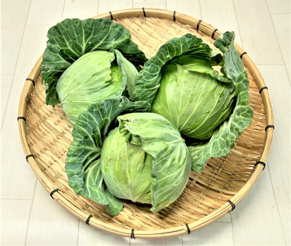 農薬不使用（無農薬）栽培 平キャベツ｜キャベツの商品詳細