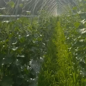 【自然栽培】徳用キュウリ