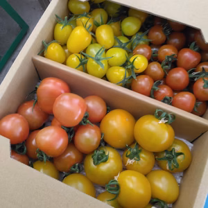 【100%純トマト】ミニ、中玉のセット