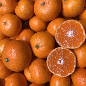 ◼️西宇和みかん◼️安い！美味い！甘い！◼️愛媛産減農薬 早生みかん