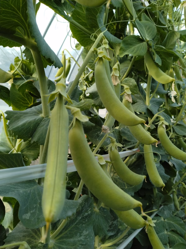 食べ始めたら止まらない♪スナップエンドウ(スナックエンドウ)