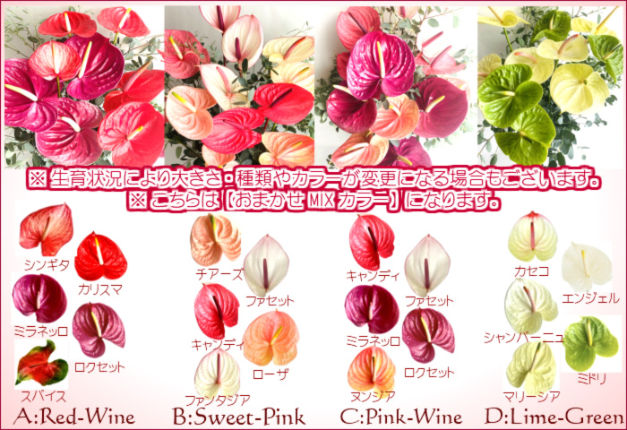 アンスリウム ご自宅用 Home Kit Mix Color 農家漁師から産地直送の通販 ポケットマルシェ