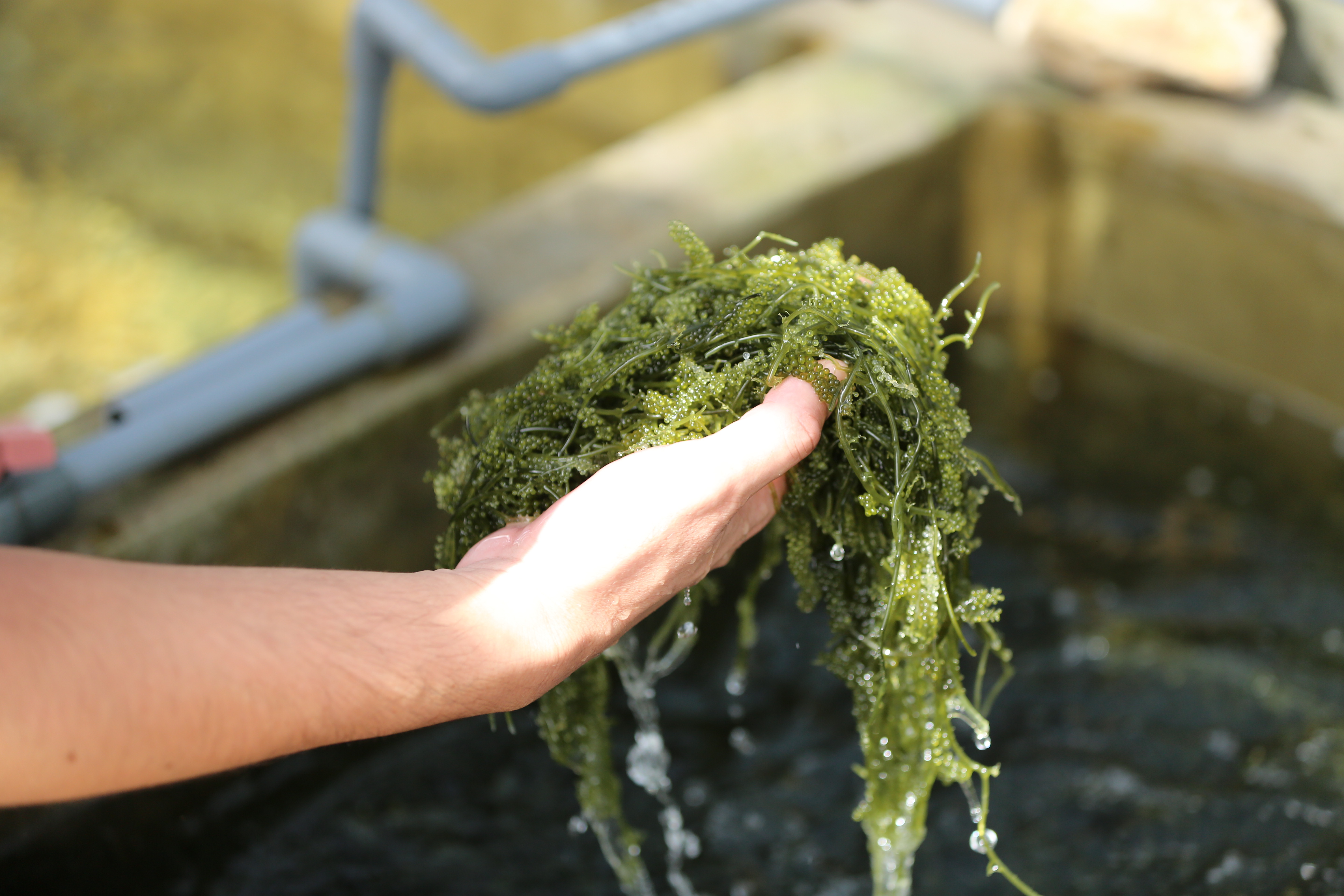 宮古島産 海ぶどう【厳選品・良品茎付き】食べ比べセット 500g(タレつき)｜魚介類の商品詳細｜ポケットマルシェ｜産直(産地直送)通販 -  旬の果物・野菜・魚介をお取り寄せ