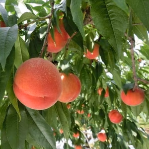 南信州、松川町で太陽の光を浴びて育った桃。・あかつき・5キロ箱