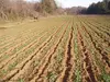 ひたちのくに（茨城県産）　菜の花油　コールドプレス　農薬・化学肥料不使用