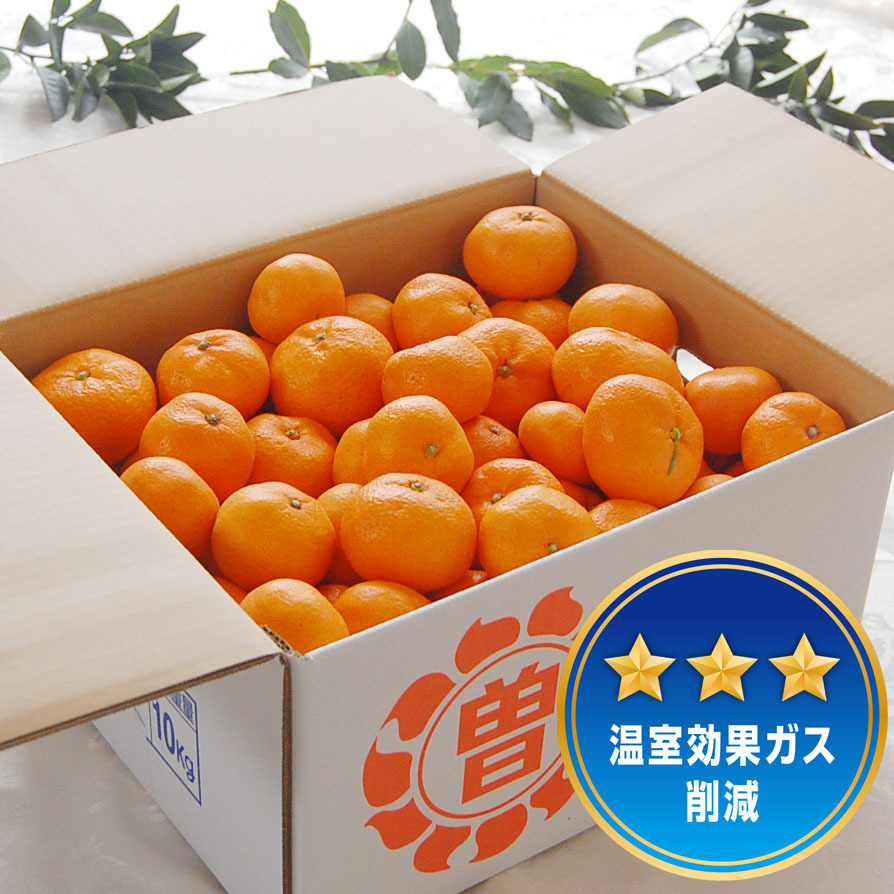 福袋2026】低農薬栽培 温州みかん10kg｜みかんの商品詳細｜ポケット
