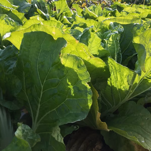 送料込み　太陽の光を沢山浴びた優しい白菜(冷蔵庫に入るコンパクト白菜) 4株入