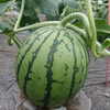 【4月20日から順次発送】熊本県植木産スイカ！！小玉スイカ（ひとりじめ）2玉入り