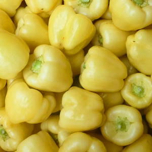 さらば　猛暑‼黄色ピーマン6ケ＆ズッキーニ6本白ナス2ケ～農薬不使用