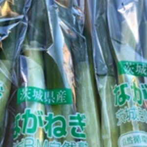 旬のむきネギ400g包装×10入　鍋に最高！炒めても マリネでも美味しいよ。