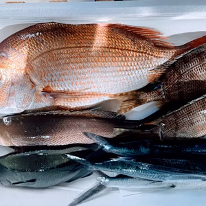 朝どれ6キロセット！！漁師直送