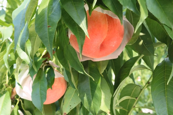 太田果樹園