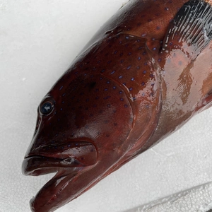 【魚突き】動画あり　傷あり　コクハンアラ2.0kg 鱗、内臓処理済