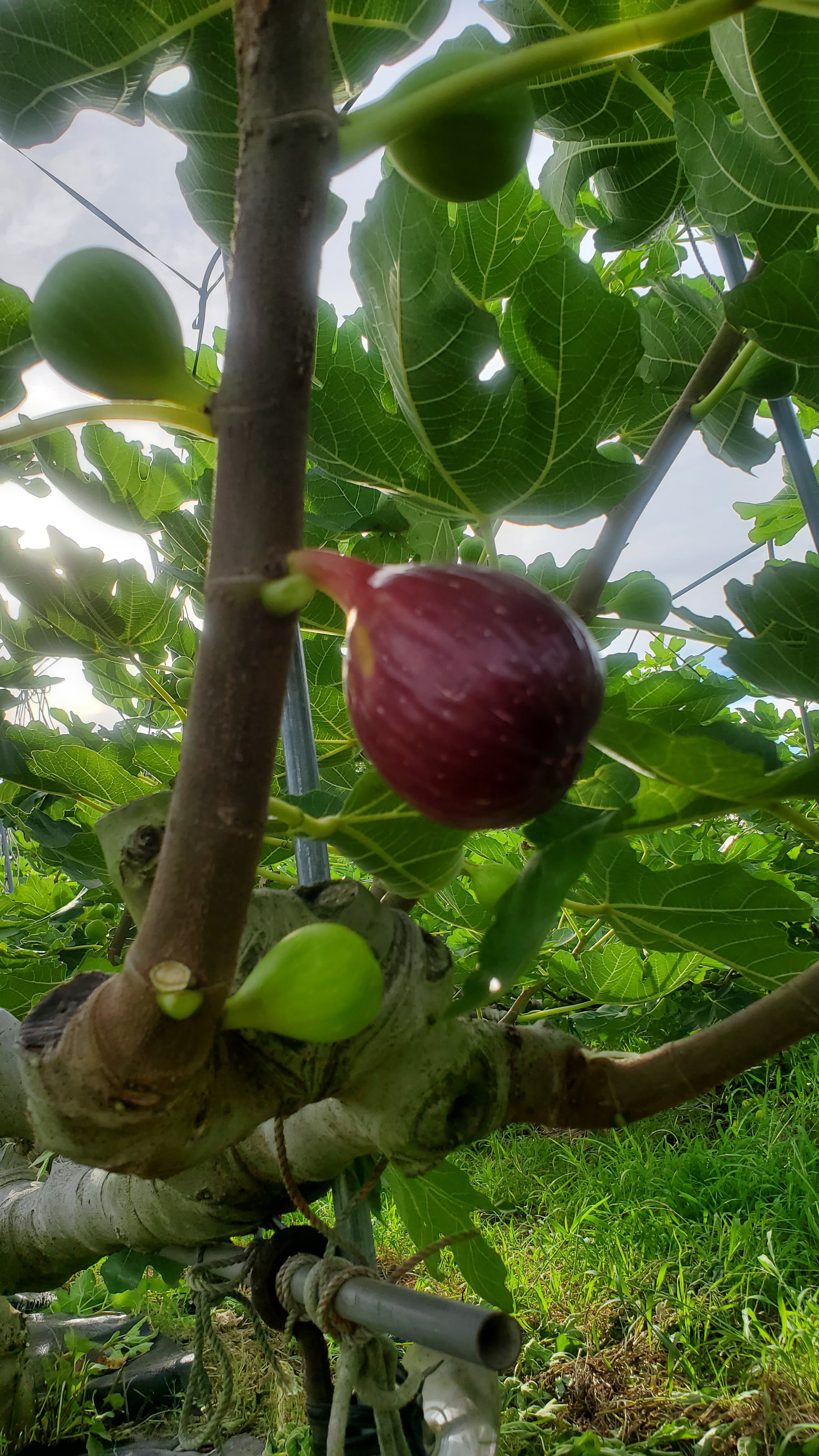 新鮮野菜 香川県 菜花 菜の花 産地直送 - 野菜