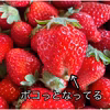 不揃い訳ありいちご　栽培期間中•農薬不使用　まりひめ　