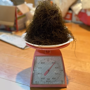 【天然】秋田県産採れたて生もずく