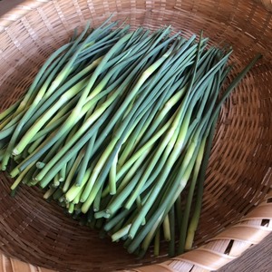 【通常価格】青森県産のほくほくで甘いニンニクの芽 1kgセット