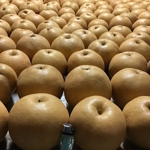 梨の王様、新高(にいたか)梨、お試し3kg箱サイズ