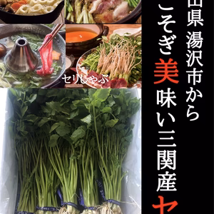 せり　セリ　三関産せり　秋田県　湯沢市　鍋　きりたんぽ鍋　しゃぶしゃぶ　旬ヤマト