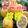 体が喜ぶ♪ 自然農法 sun2 レモン（農薬・肥料一切不使用）