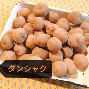 訳あり　ちびっこ…　農薬不使用　無施肥栽培ジャガイモ　ダンシャク