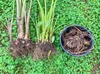 【自然栽培！3種の食べ比べ！約2kg】石川早生、海老芋、からどり芋のセット