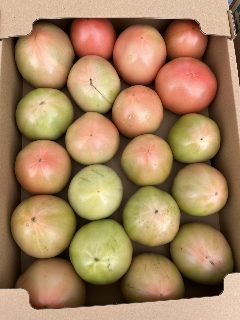 ◯減農薬◯ジューシィ❗️オトクな傷や筋ありトマト⭐️大玉トマトりんか