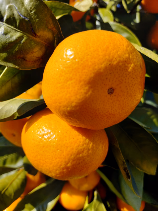 甘くて美味しい規格外のワケありみかん(おまけレモン付き)