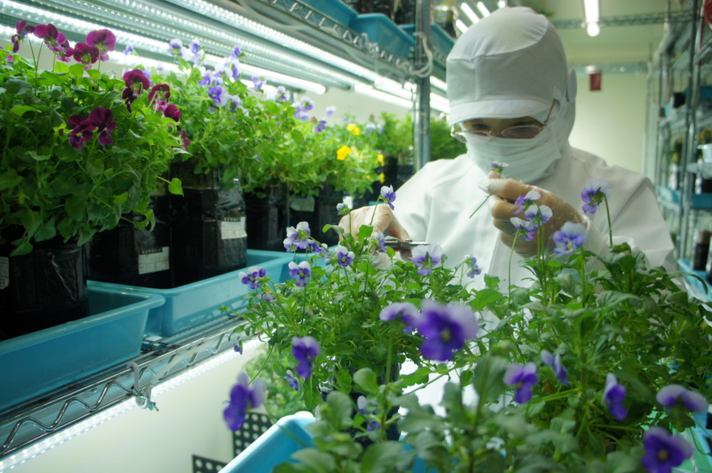 岐阜産 エディブルフラワー 食用 ボリジ10輪 年中収穫可 虫混入無し 農家漁師から産地直送の通販 ポケットマルシェ