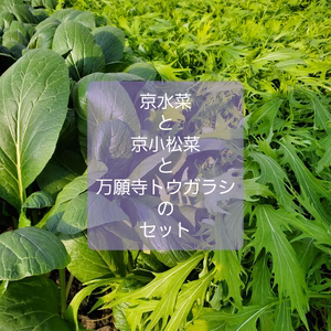 葉物野菜の美味しい季節。京水菜と京小松菜と万願寺とうがらしのセット。