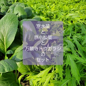 葉物野菜の美味しい季節。京水菜と京小松菜と万願寺とうがらしのセット。